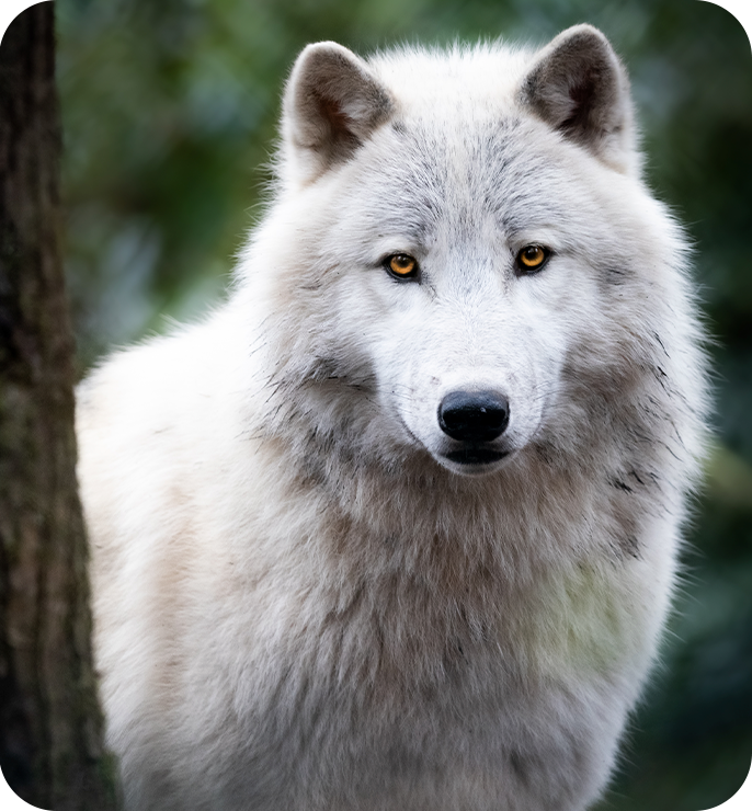 American Wolfdog