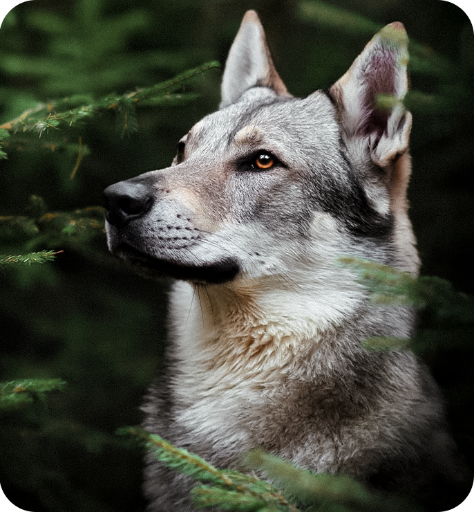 Cão Lobo Tchecoslovaco
