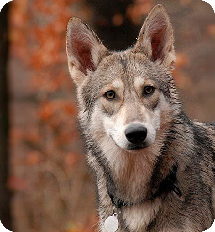Cão Lobo de Saarloos