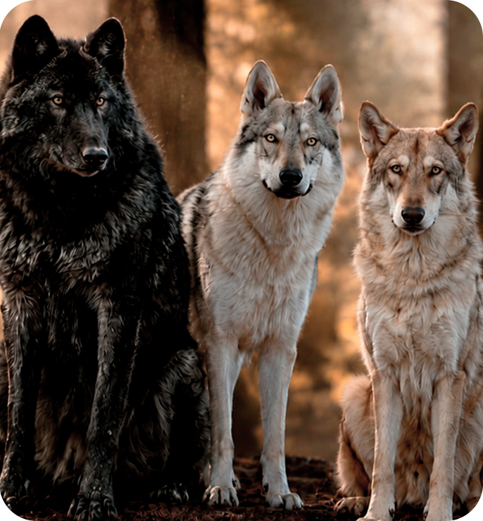 Comparação entre Cães Lobos