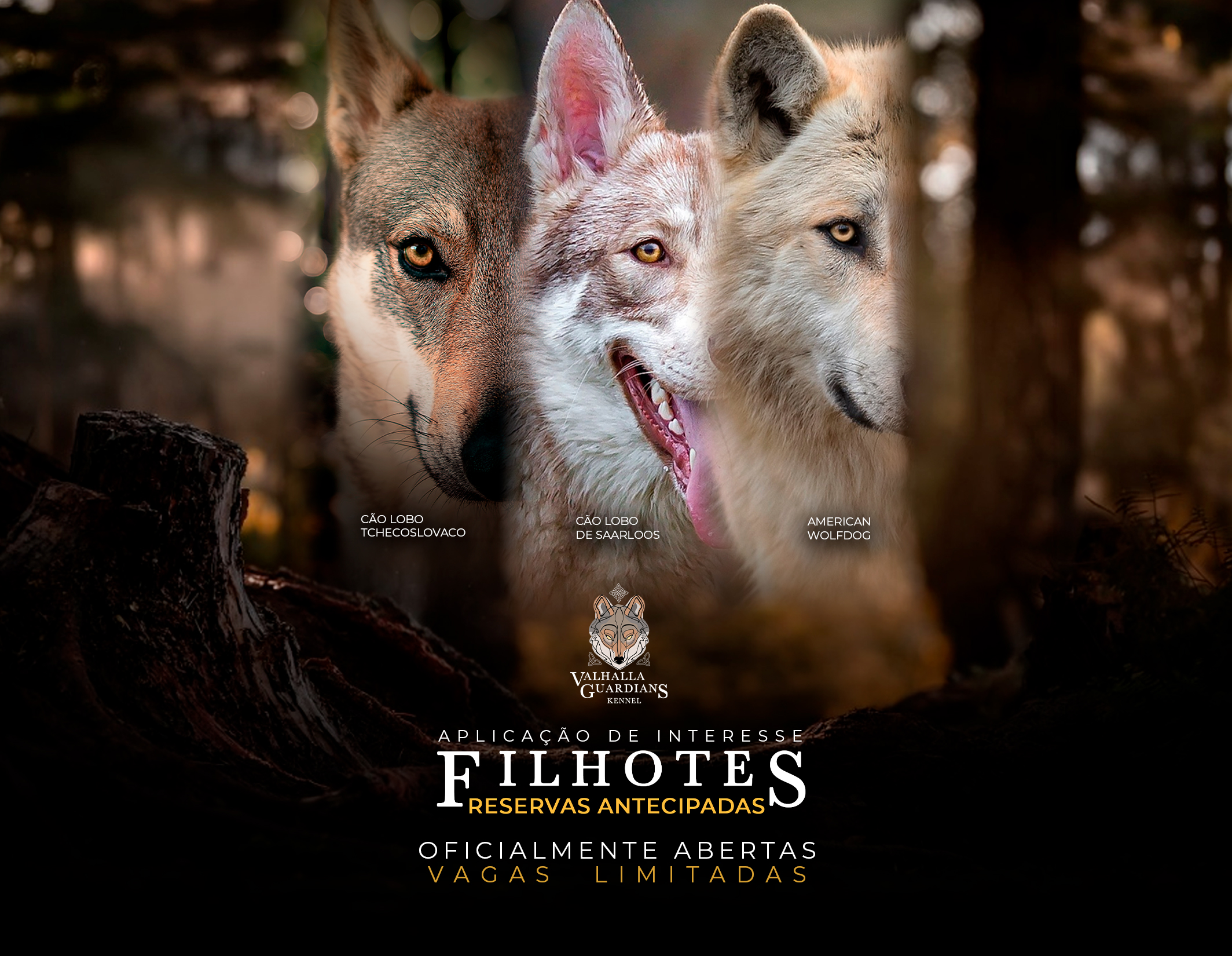 Consultoria de escolha para futuros proprietários de Cães Lobos