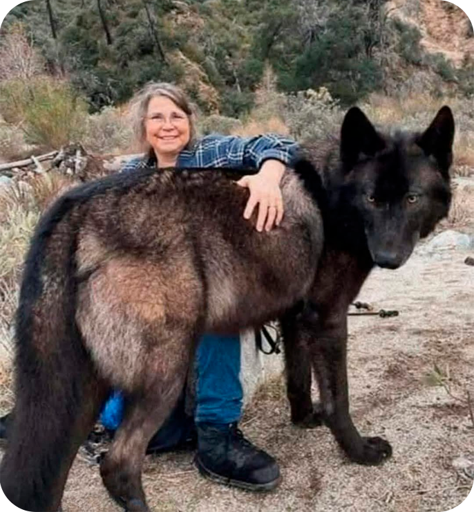 American Wolfdog
