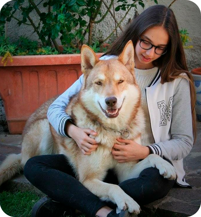 Cão Lobo de Saarloos